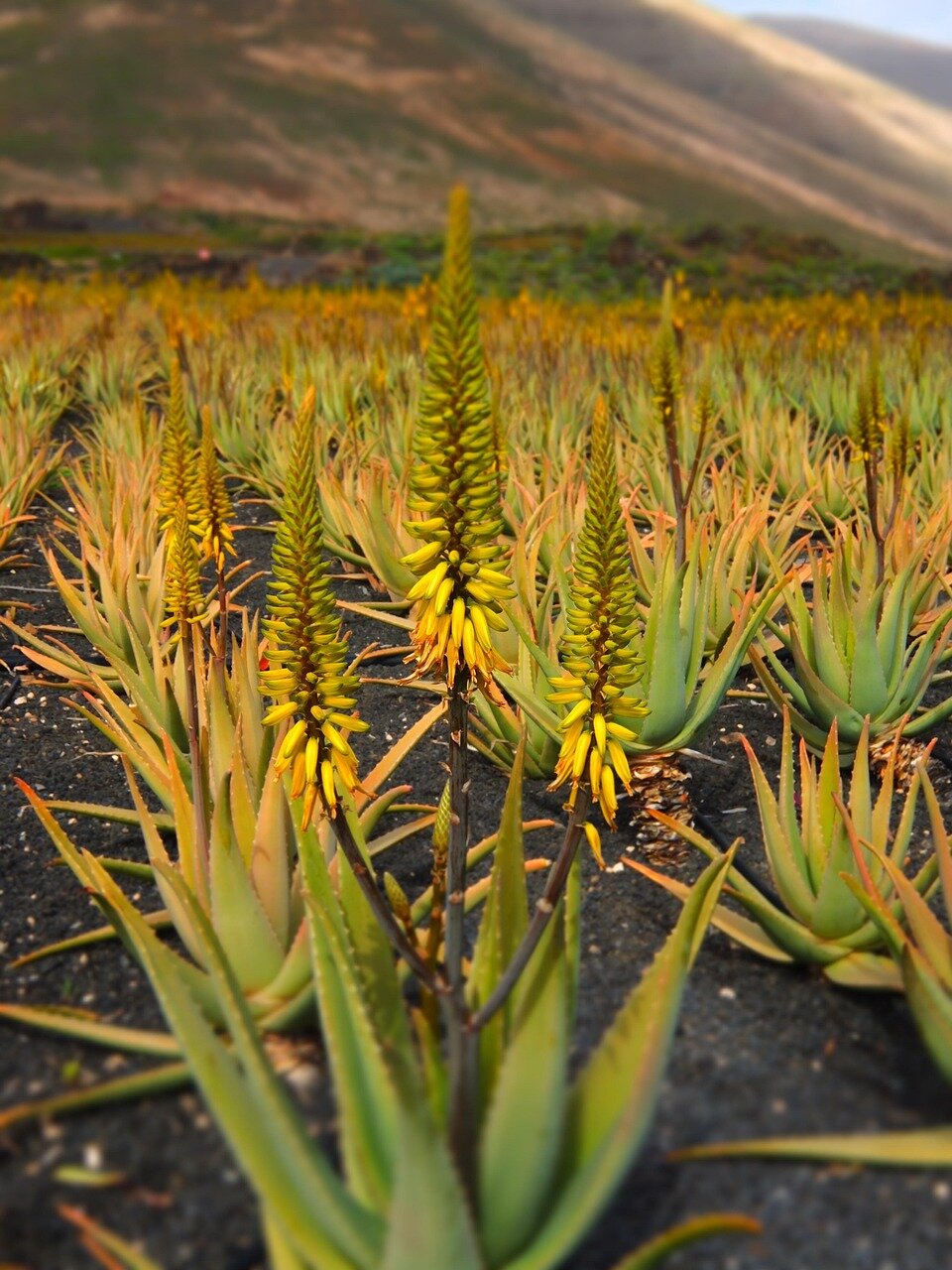 Aloe vera