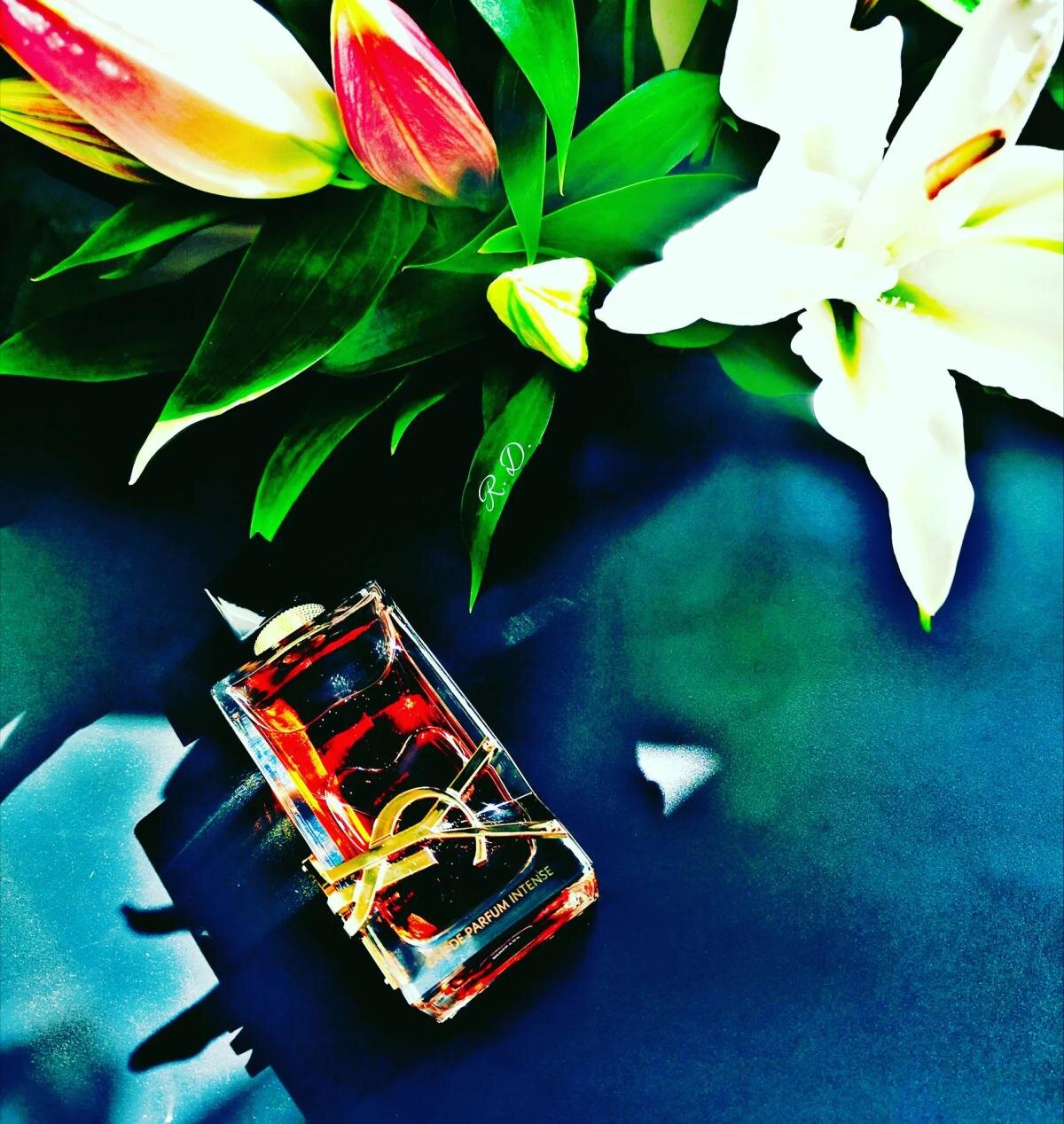 Alternativa Libre Intense de Yves Saint Laurent