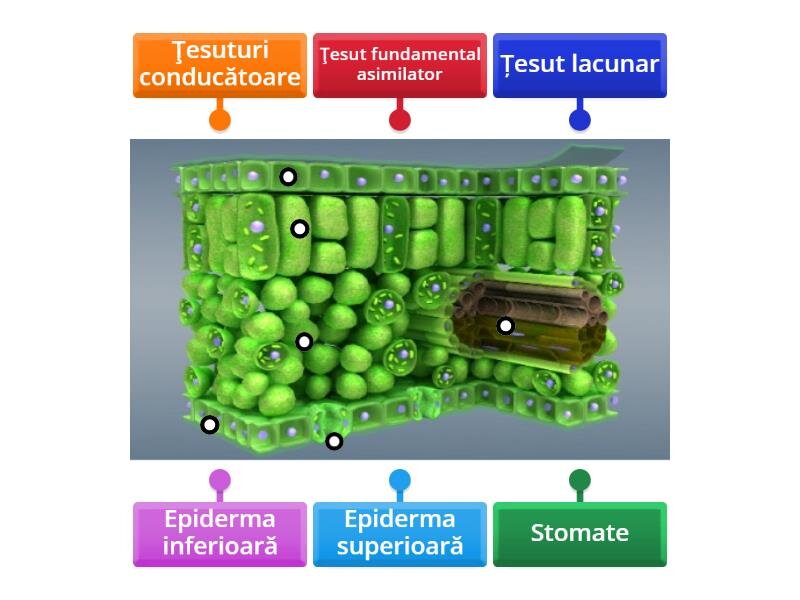 Antioxidanti, reparare țesuturi