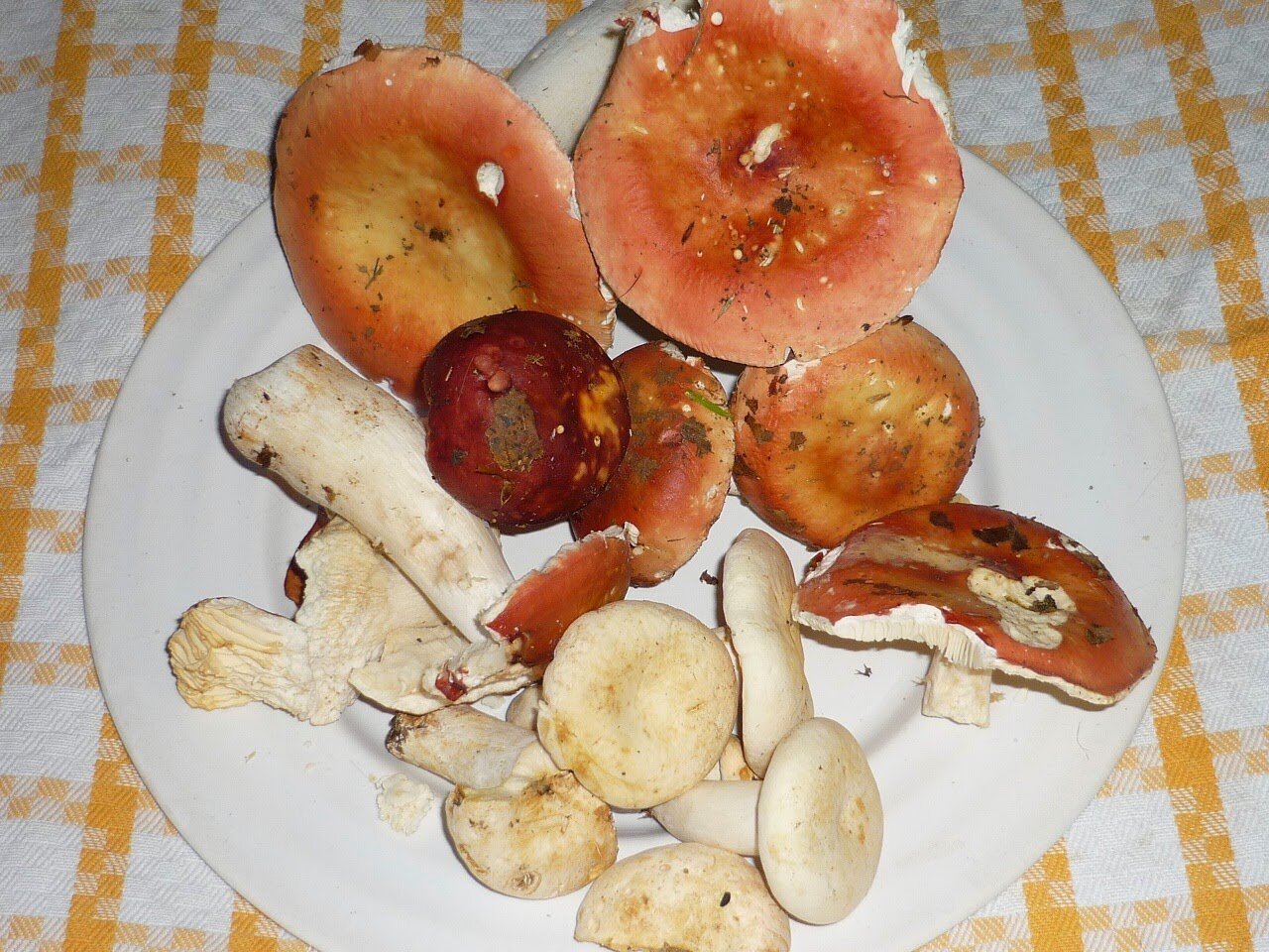 Cauze ale ciupercilor de piele