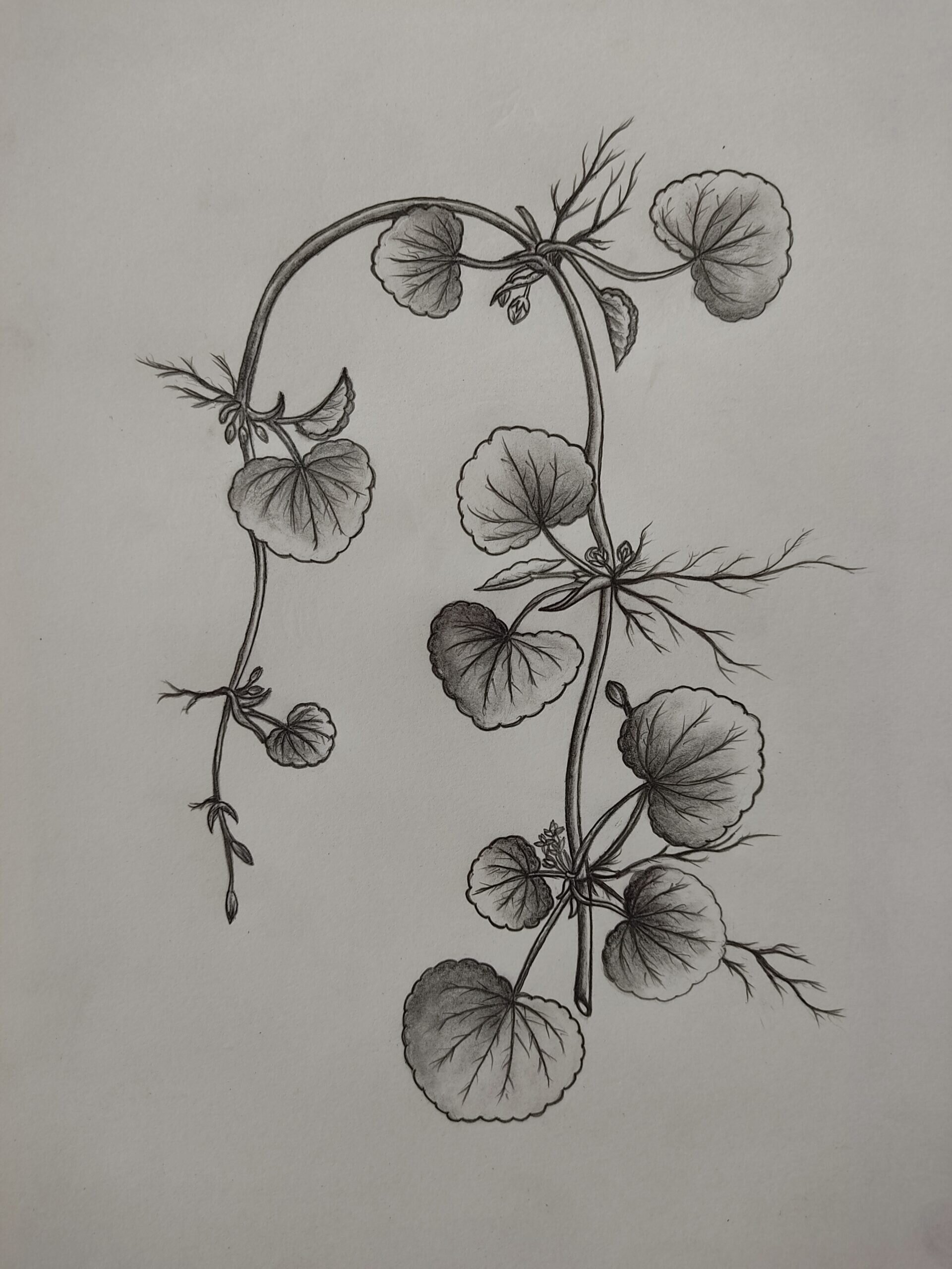 Centella asiatică