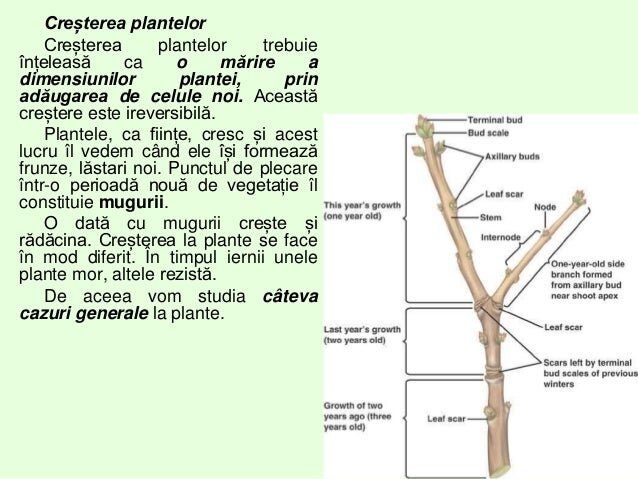 Ciclul natural de creștere a sprâncenelor