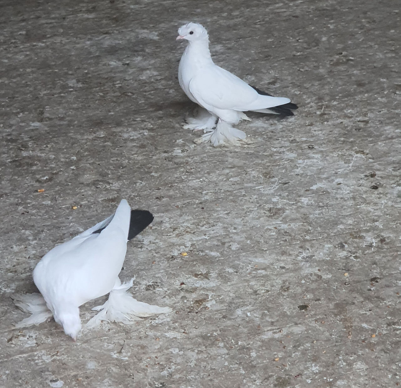 Coadă-burbucă