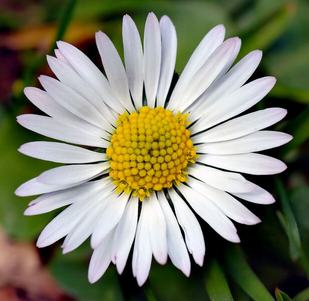Daisy de Marc Jacobs