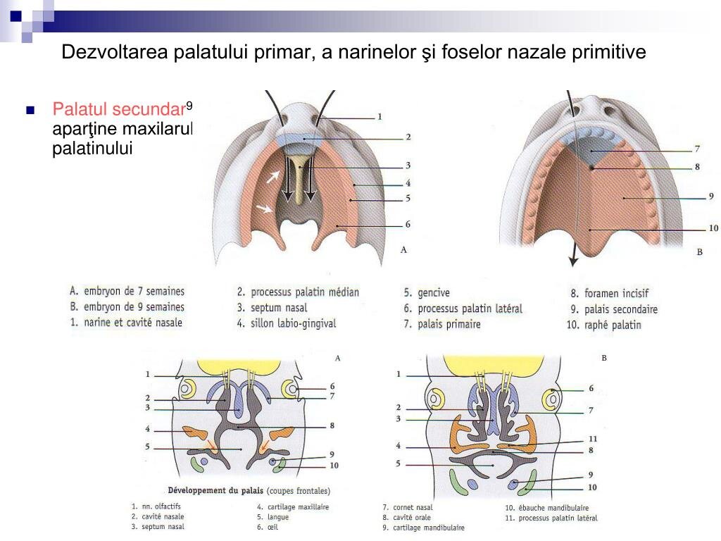 Evidențierea pomeților, frunții și nasului