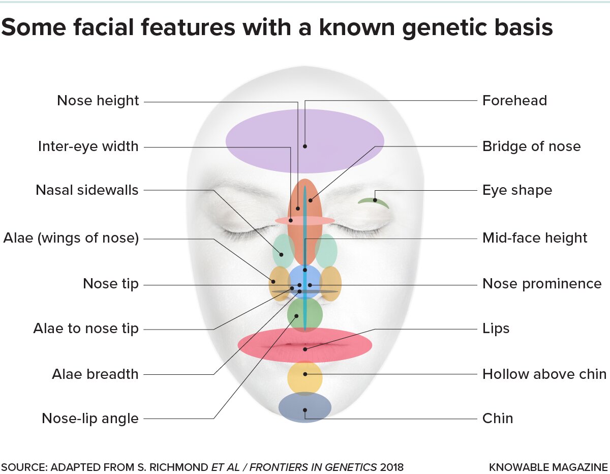 Genetică favorabilă și structură facială proporțională