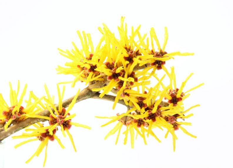 Hamamelis, aloe vera, vitamina E – ingrediente benefice