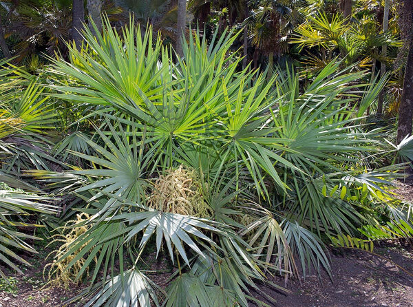 Inhibitori 5 alfa reductază: Serenoa repens, Curcubita pepo, Pygeum africanum