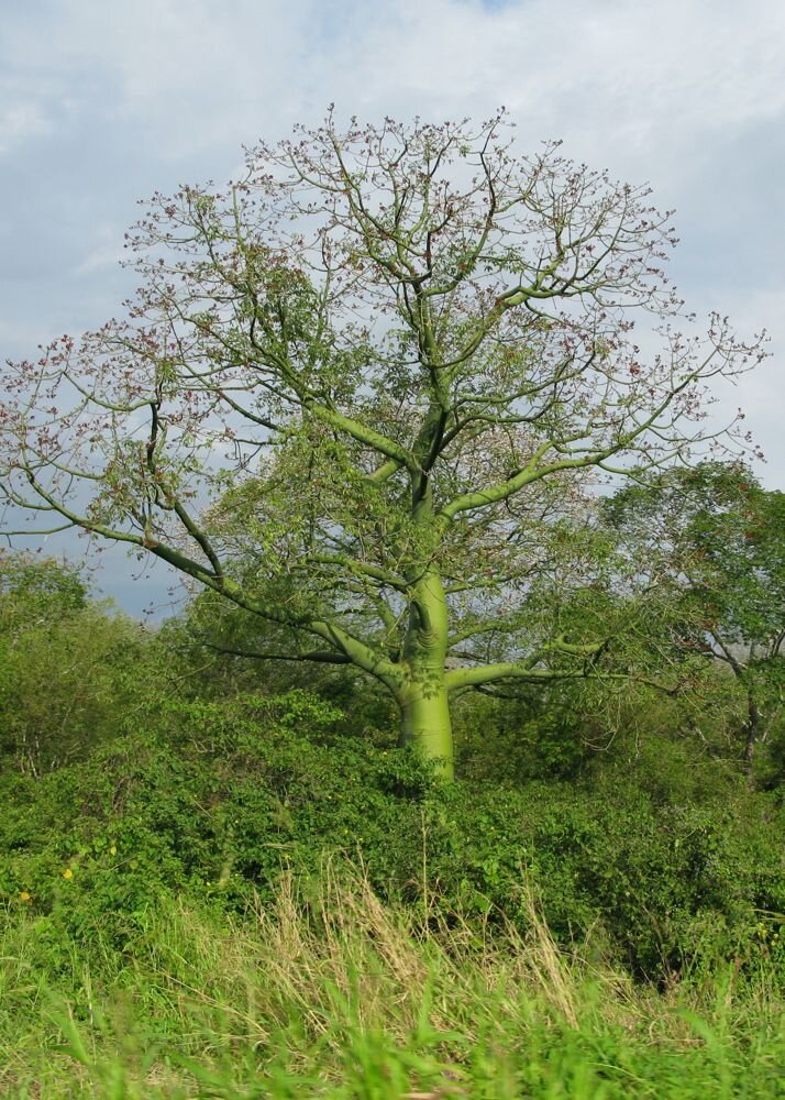 Lemnul de santal, vedeta anului
