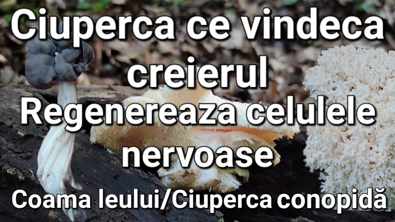 Medicamente anti-ciuperci