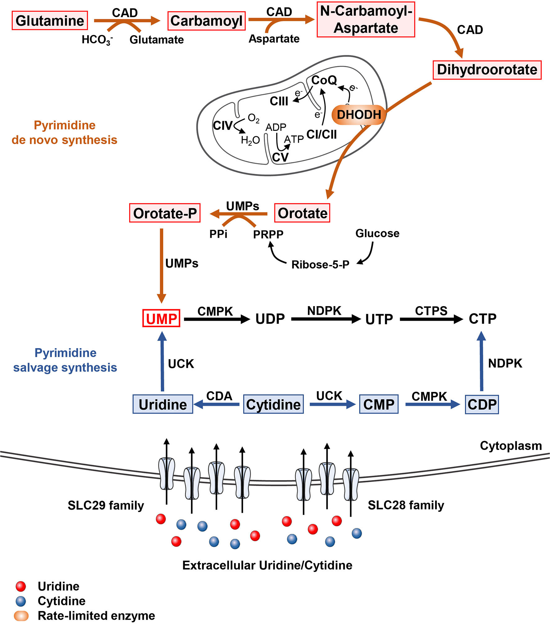 Metabolism bazal