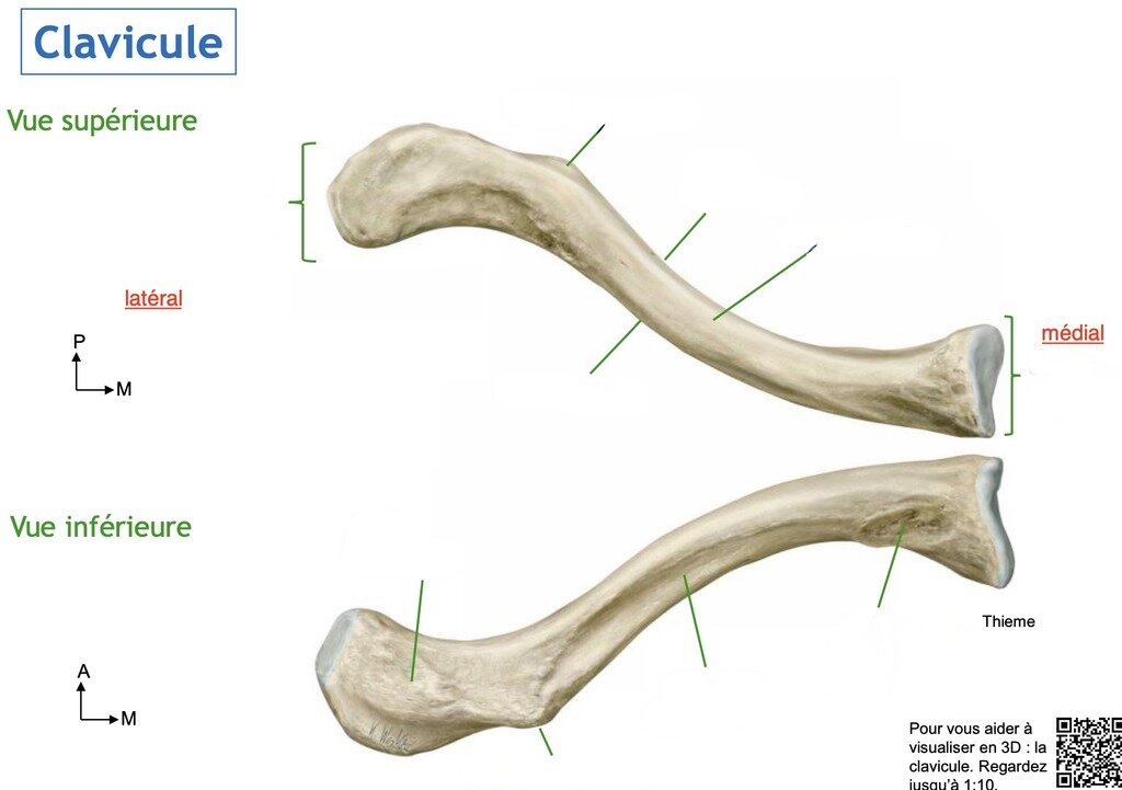 Mișcări ascendente de la clavicule spre frunte