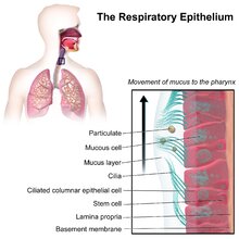 Mucus de melc, peptide și extracte de plante