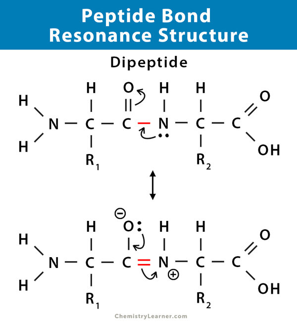 Peptide, acid hialuronic, vitamine C