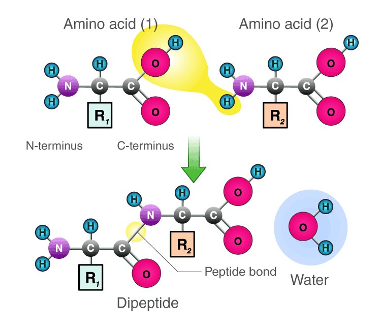 Peptide: Fermitate îmbunătățită