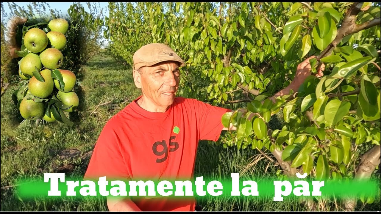 Pregătirea părului