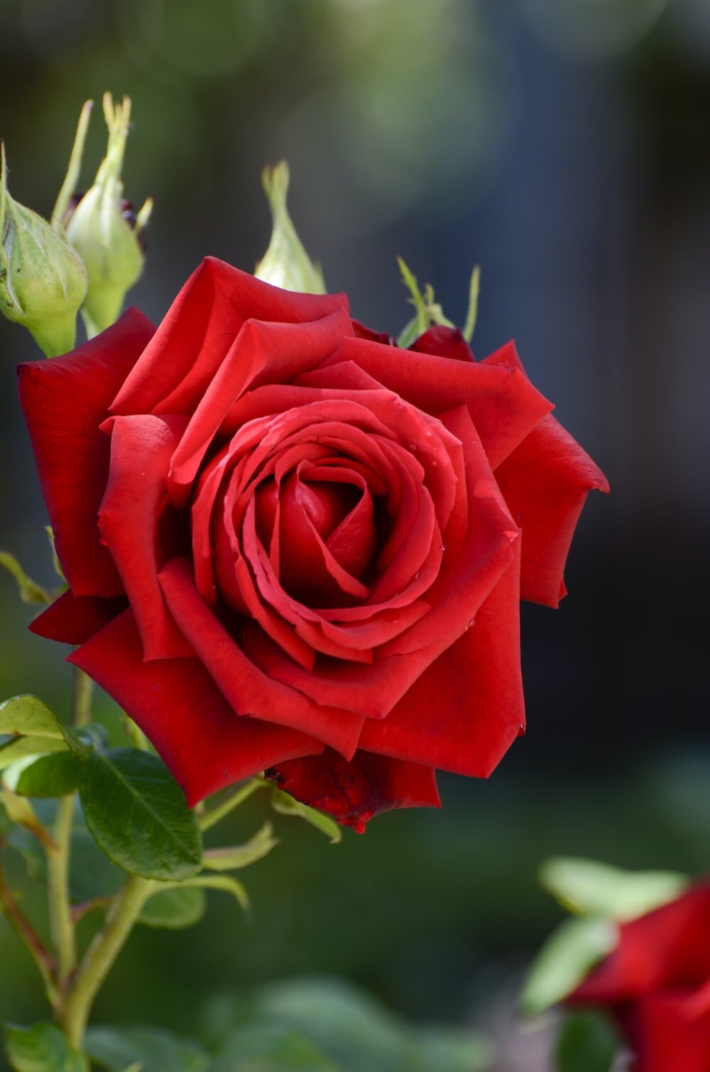 Rose Goldea de Bvlgari