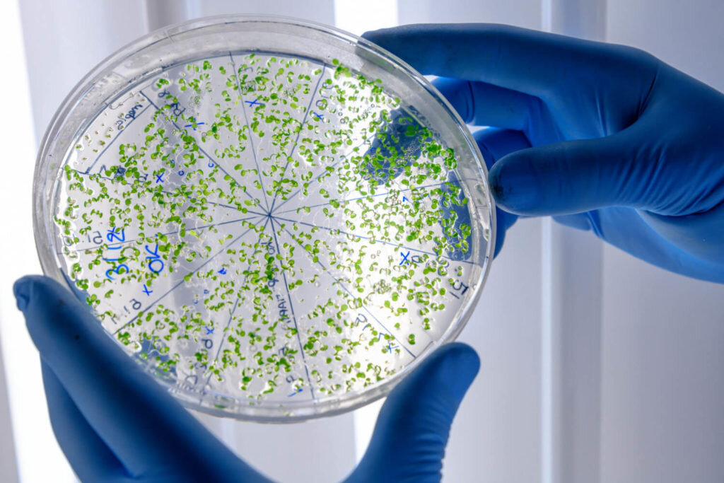 Simptome ale infecțiilor fungice