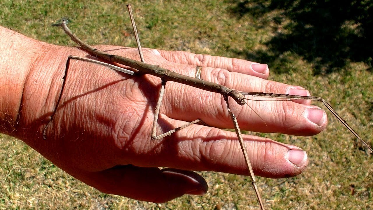 Stick-ul multifuncțional 3ina