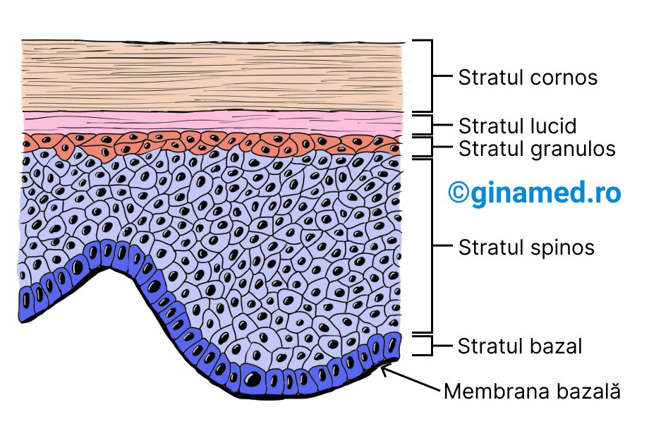Straturi neregulate și ciufulite.