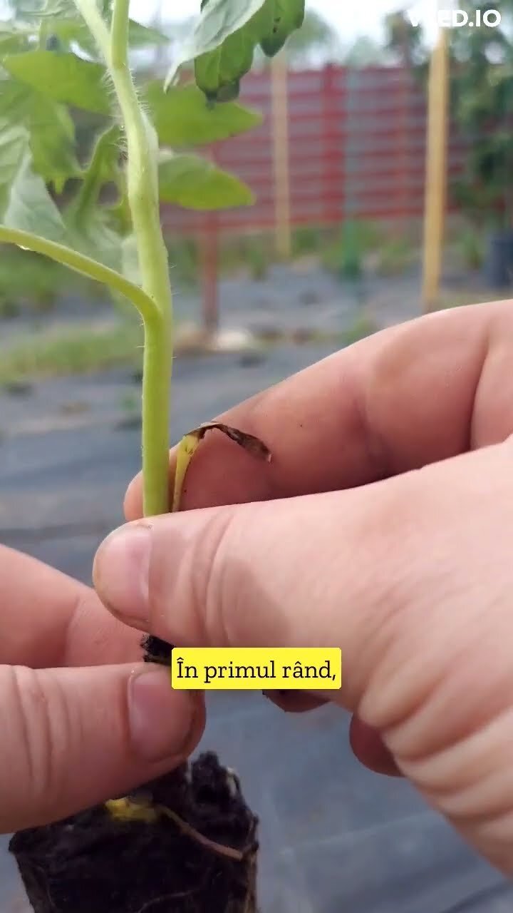 Un truc simplu și rapid