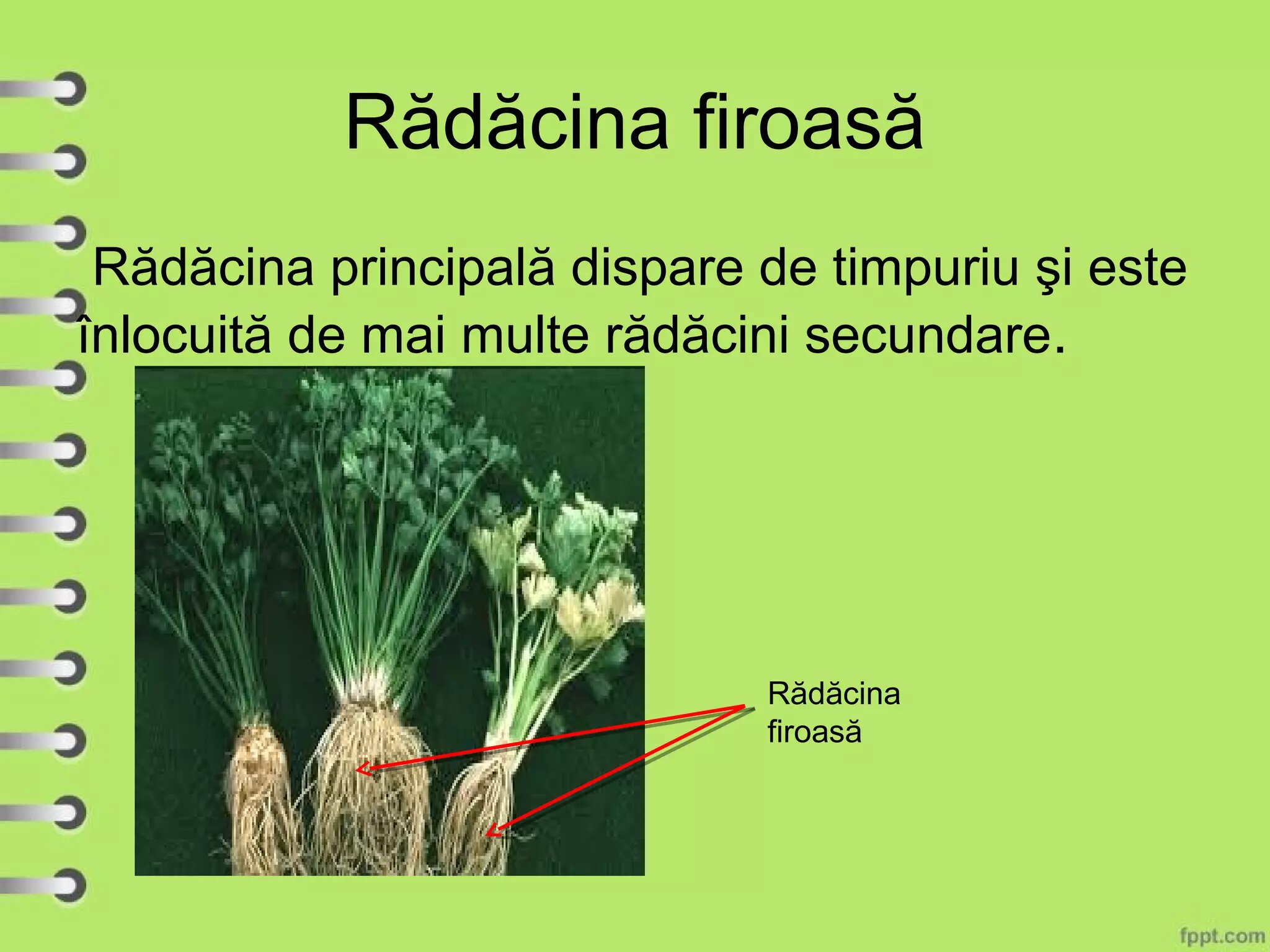 Vârfuri mai închise, rădăcini mai deschise