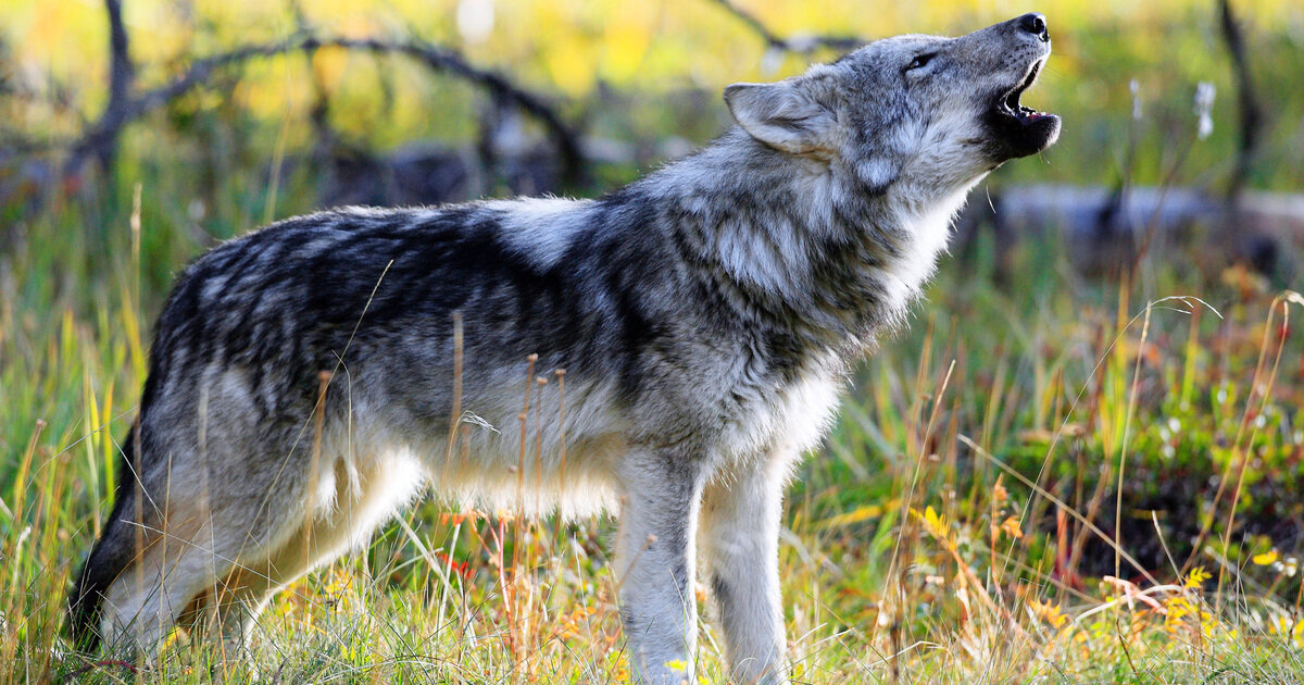 Wolf bangs, shaggy bangs, baby bangs